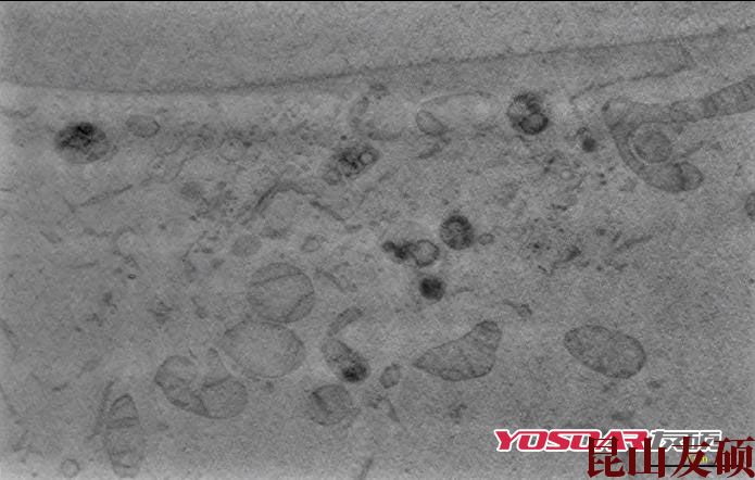 宣城蔡司双束电镜 宣城蔡司双束电镜